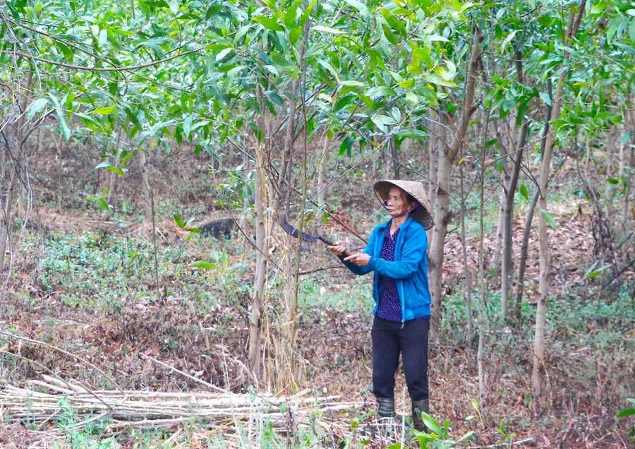 Bà Trần Thị Vui (thôn 2, xã Lơ Ku, huyện Kbang) chăm sóc vườn keo của gia đình. Ảnh: Ngọc Minh