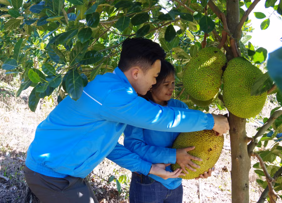 Nhờ chăm sóc đúng kỹ thuật, vườn cây ăn trái của chị Bích cho năng suất cao. Ảnh: VT