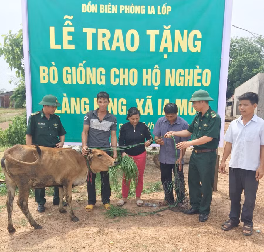 Đồn Biên phòng Ia Lốp hỗ trợ bò giống cho hộ nghèo và đến nay làng không còn hộ nghèo. Ảnh: Anh Huy 