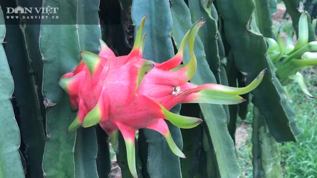 Sau những nghiên cứu, cuối cùng, ông Hùng Dũng quyết định giảm diện tích trồng mía để lấy đất trồng thanh long. Nhờ áp dụng tốt kỹ thuật trồng thanh long, vườn thanh long ruột đỏ của gia đình ông cũng phát triển mạnh, cho quả chất lượng cao, năng suất cao, thu nhập càng ổn định hơn. Mỗi năm ông thu nhập hàng trăm triệu đồng từ vườn thanh long ruột đỏ.