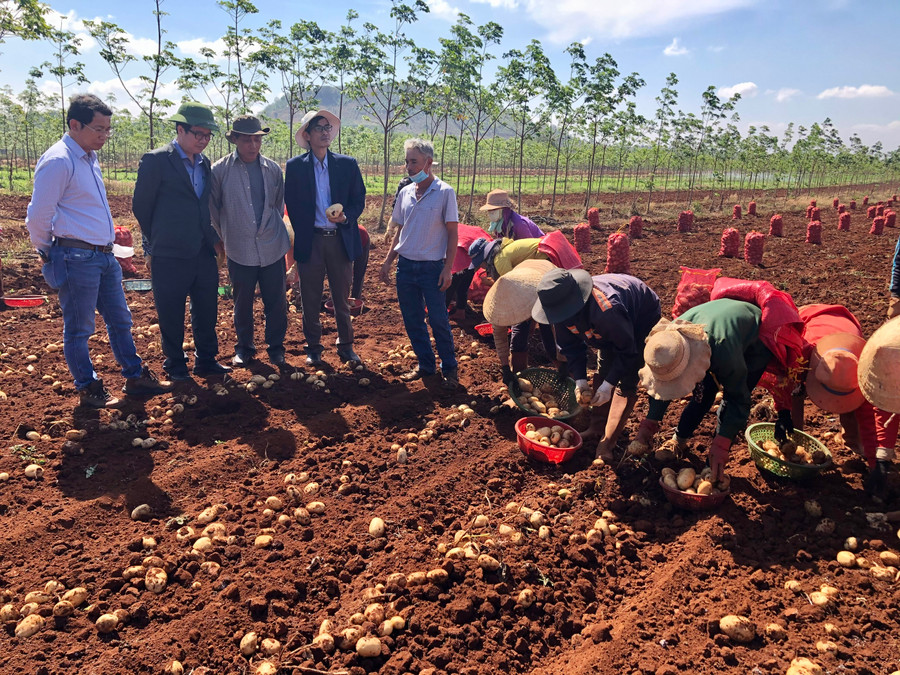 Người dân thu hoạch khoai tây. Ảnh: Lê Nam 