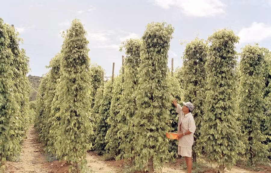 Trồng cây hồ tiêu ở huyện đảo Phú Quốc, tỉnh Kiên Giang. (Ảnh: Thanh Phàn/TTXVN) Trồng cây hồ tiêu ở huyện đảo Phú Quốc, tỉnh Kiên Giang. (Ảnh: Thanh Phàn/TTXVN)