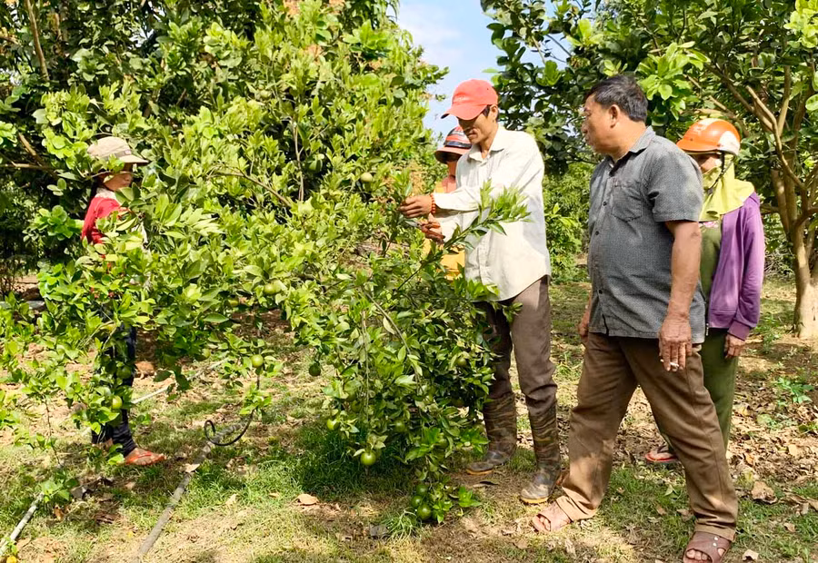 Rất nhiều người dân trong làng, trong xã cũng như nhiều nơi khác đến học hỏi kinh nghiệm chăm sóc cây ăn quả của anh Nguyễn Quang Phú. Ảnh: Hà Duy