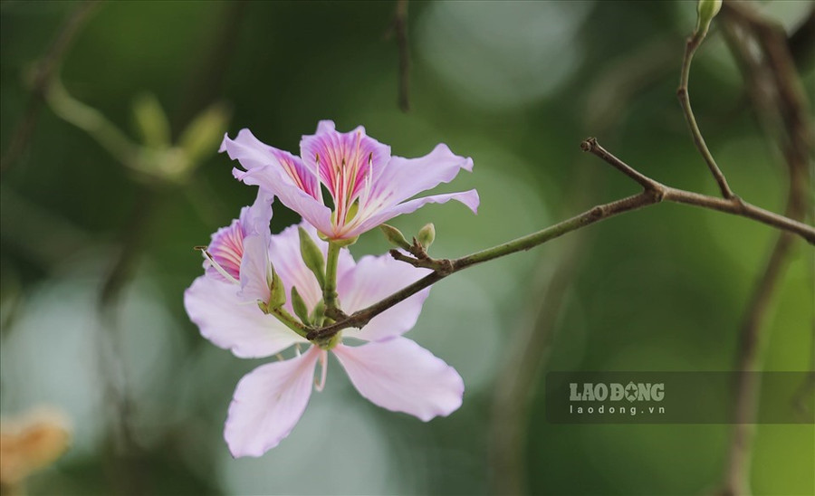 Không chỉ “hút hồn” giới trẻ, hoa ban còn thu hút đông đảo người dân Thủ đô ở mọi lứa tuổi. Ảnh: Tô Thế. Không chỉ “hút hồn” giới trẻ, hoa ban còn thu hút đông đảo người dân Thủ đô ở mọi lứa tuổi. Ảnh: Tô Thế.