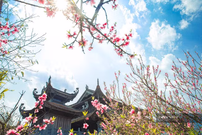  Cùng với các giống anh đào Nhật Bản, Himalaya, đào rừng Sa Pa cũng vào thời điểm căng tràn nhựa sống, bung nở rực rỡ nhất.