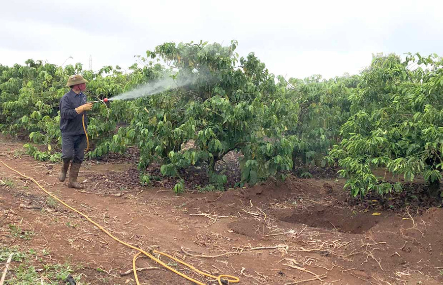 Người dân huyện Ia Grai phun thuốc phòng trừ rệp sáp cho cây cà phê. Ảnh: Lê Nam