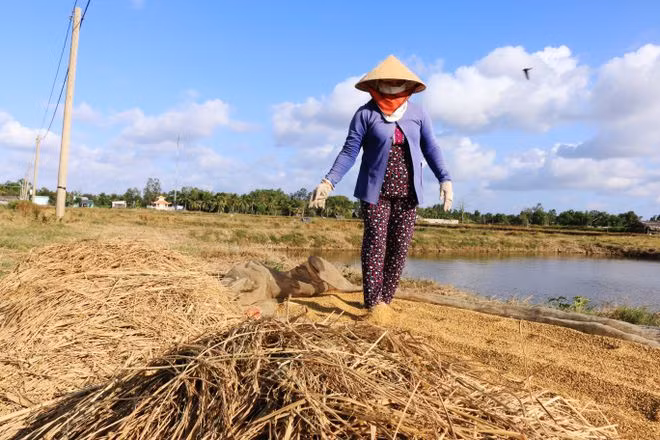  Người dân ở xã Gia Hòa 2 vẫn còn trồng lúa hoặc làm luân canh lúa - tôm