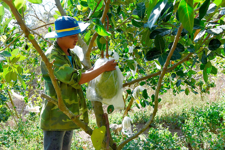 “Hiện tại, số cây ăn quả đã cho thu hoạch trên 200 triệu đồng”, ông Khánh phấn khởi nói.