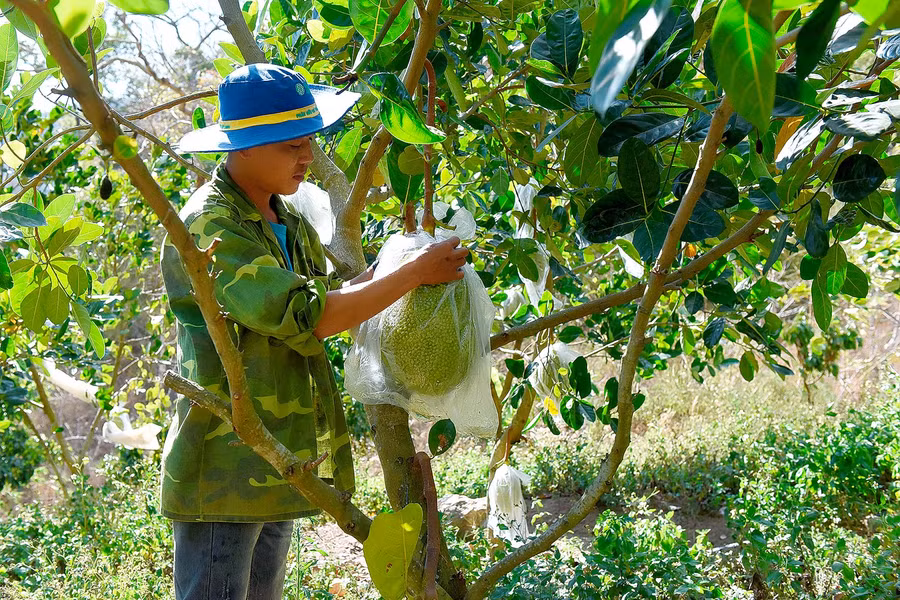 “Hiện tại, số cây ăn quả đã cho thu hoạch trên 200 triệu đồng”, ông Khánh phấn khởi nói.