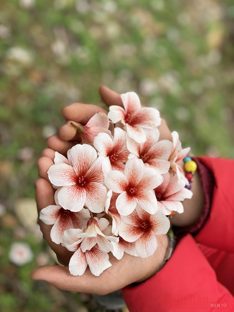 Hoa trẩu mong nhẹ mang vẻ đẹp thuần khiết 