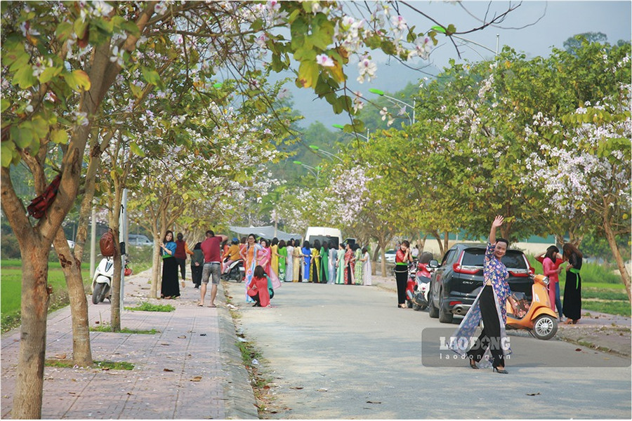 Đặc biệt, những nơi hàng cây hoa ban được nhiều phụ nữ lựa chọn.