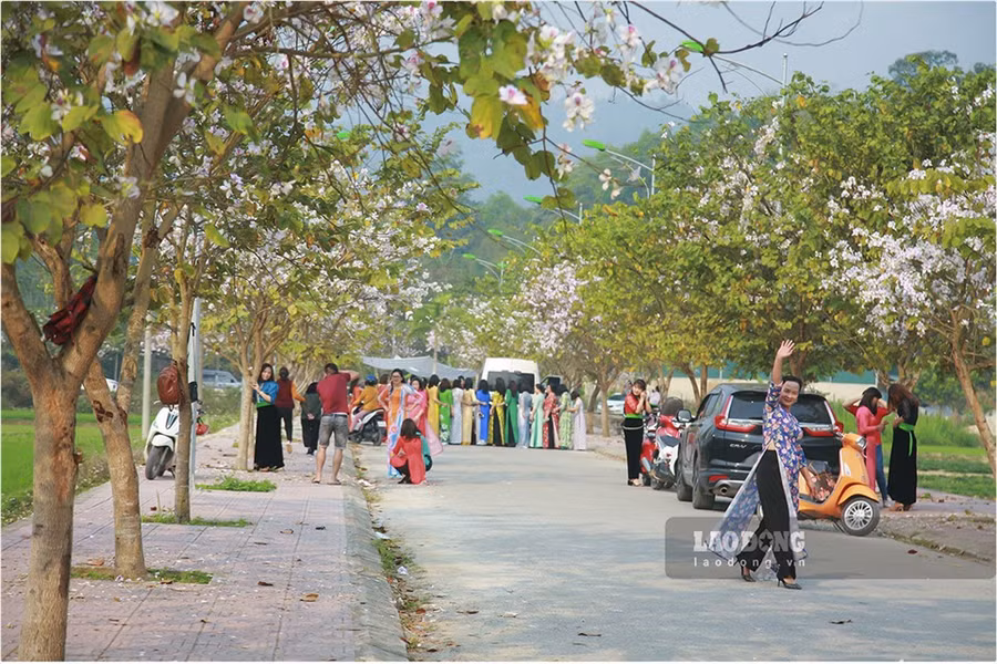 Đặc biệt, những nơi hàng cây hoa ban được nhiều phụ nữ lựa chọn.