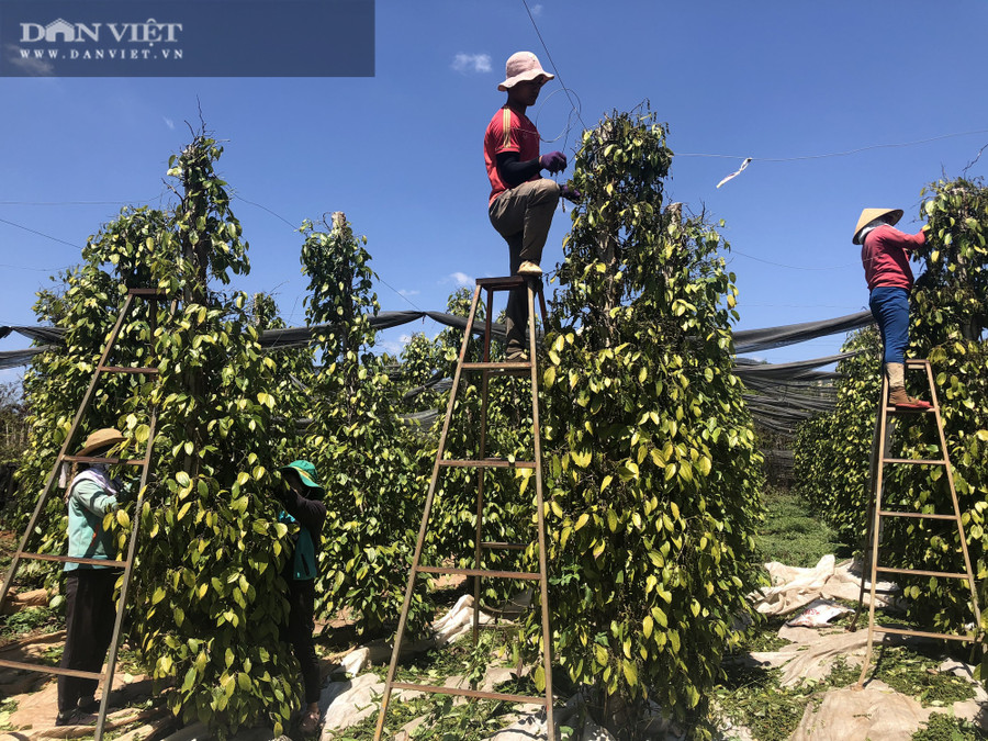 Những ngày này, nông dân trồng tiêu tại Gia Lai đang tất bật thu hái hàng nghìn trụ tiêu của mình.