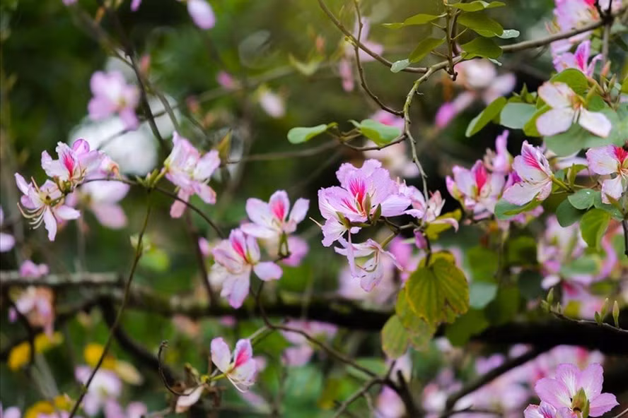 Loài hoa mang hơi thở của núi rừng. Ảnh: Tô Thế.