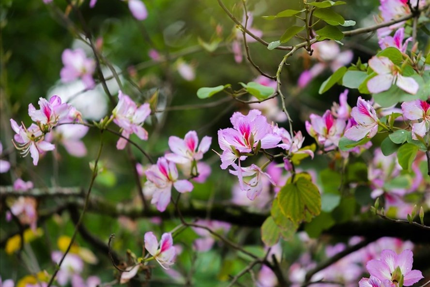 Loài hoa mang hơi thở của núi rừng. Ảnh: Tô Thế. Loài hoa mang hơi thở của núi rừng. Ảnh: Tô Thế.