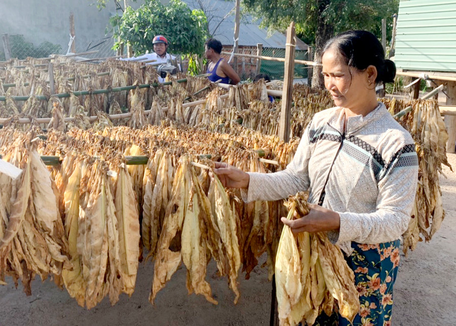 Bà Ksor H’Pri (buôn Tang, xã Phú Cần, huyện Krông Pa) phơi thuốc lá nâu trên giàn. Ảnh: Vũ Chi