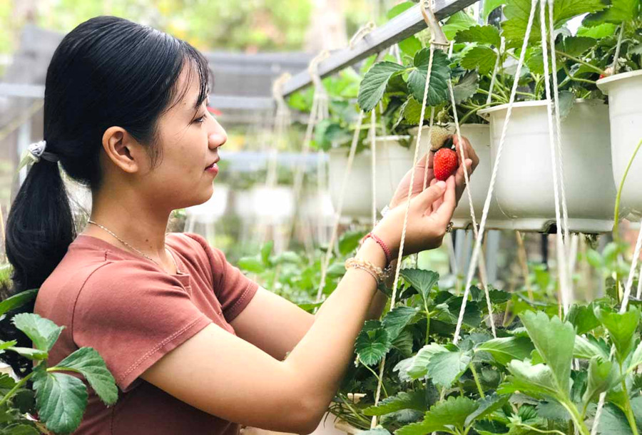 Chị Vũ Hồng Hạnh chăm sóc vườn dâu tây sạch của gia đình để phục vụ việc làm bánh. Ảnh: Trần Dung Chị Vũ Hồng Hạnh chăm sóc vườn dâu tây sạch của gia đình để phục vụ việc làm bánh. Ảnh: Trần Dung