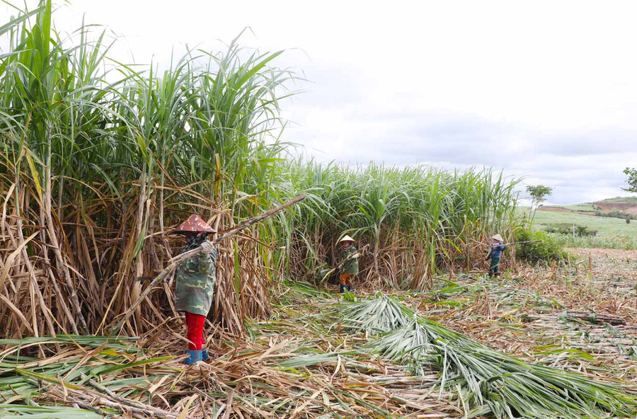 Người dân xã Kông Pla (huyện Kbang) thu hoạch mía niên vụ 2020-2021. Ảnh: Ngọc Minh Người dân xã Kông Pla (huyện Kbang) thu hoạch mía niên vụ 2020-2021. Ảnh: Ngọc Minh