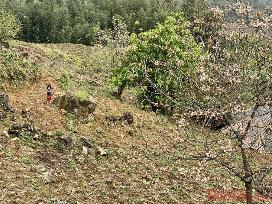 Sắc hoa trẩu tô điểm cuộc sống cao nguyên đá khi hoa mận, hoa lê bắt đầu tàn 