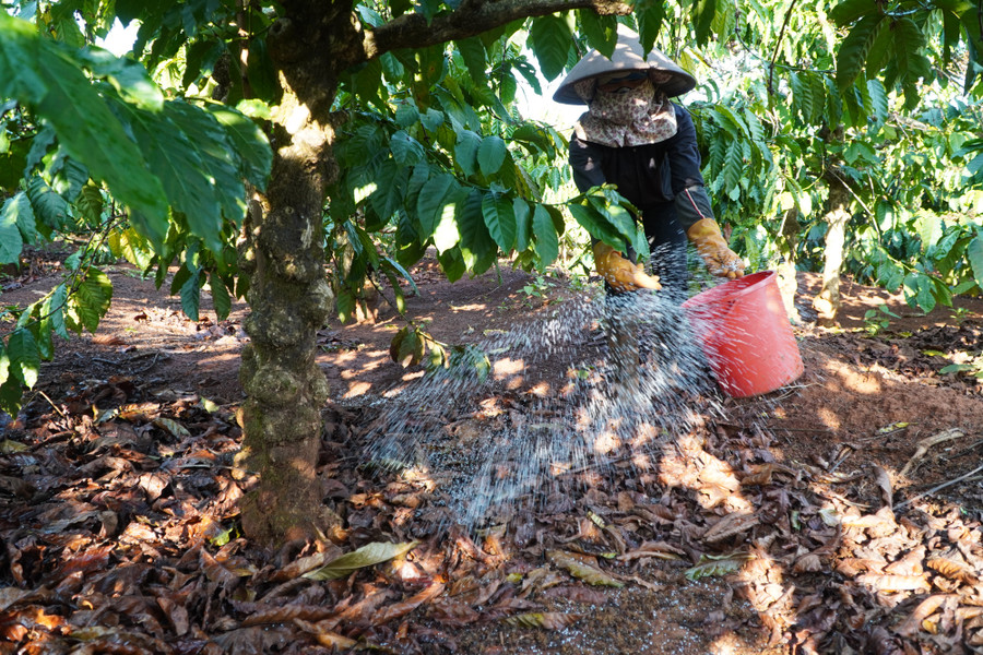Sau khi tưới, nông dân bón thêm phân để tăng năng suất.