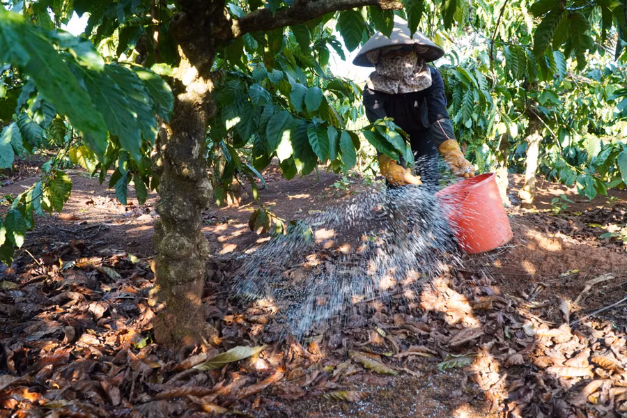 Sau khi tưới, nông dân bón thêm phân để tăng năng suất.