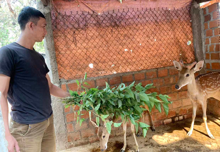  Anh Nguyễn Hoàng Nam (thôn Đoàn Kết, xã Ia Ma Rơn) phát triển mô hình nuôi huơu lấy nhung. Ảnh: Vũ Chi