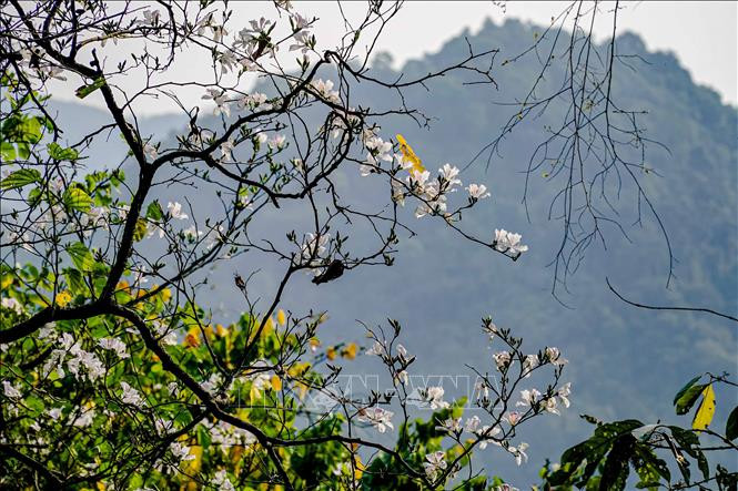 Hoa ban bắt đầu nở vào khoảng giữa tháng 2 dương lịch hàng năm và bung nở trắng xóa vào tháng 3. Hoa ban bắt đầu nở vào khoảng giữa tháng 2 dương lịch hàng năm và bung nở trắng xóa vào tháng 3.