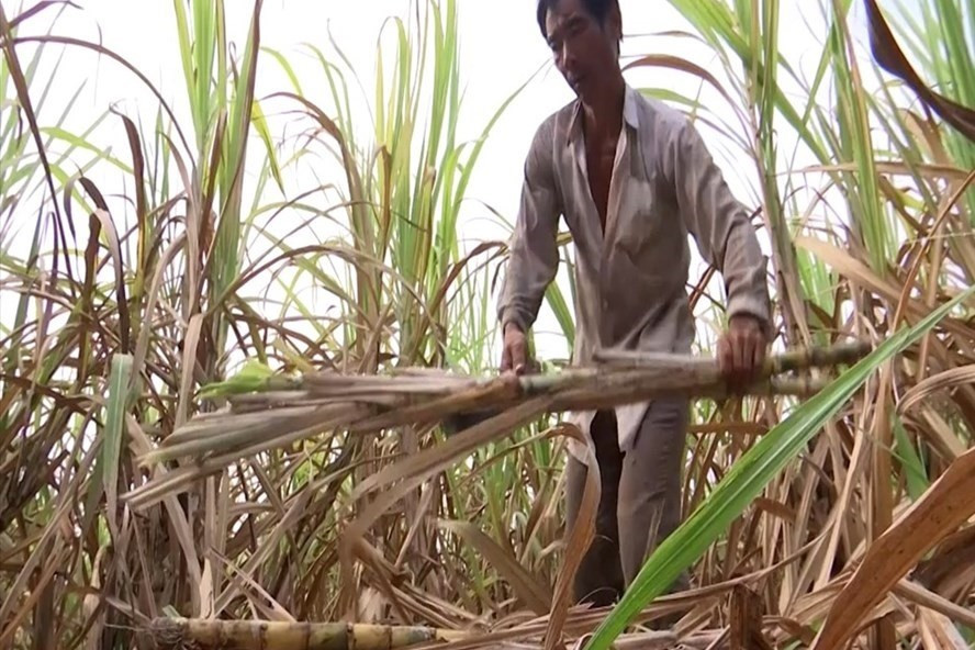 Việc áp thuế chống bán phá giá và chống trợ cấp tạm thời đã tăng khả năng cạnh tranh của ngành mía đường trong nước. Ảnh: Trần Lưu