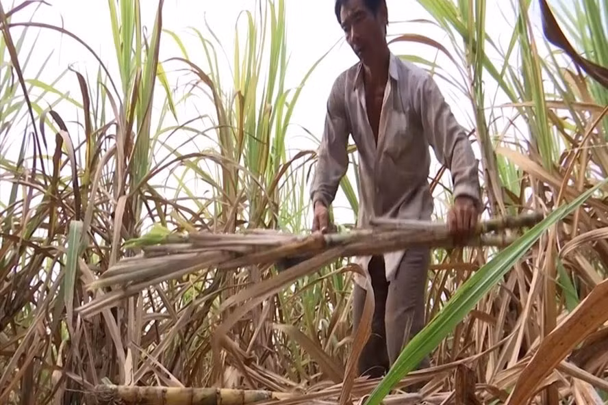 Việc áp thuế chống bán phá giá và chống trợ cấp tạm thời đã tăng khả năng cạnh tranh của ngành mía đường trong nước. Ảnh: Trần Lưu