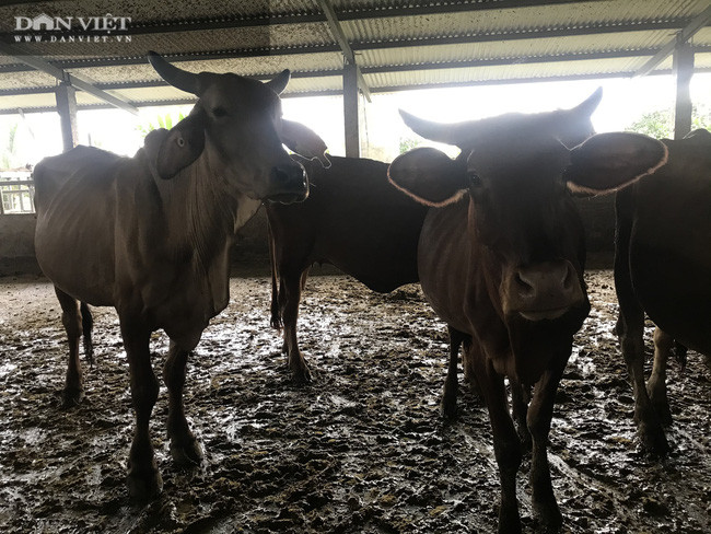  Cũng theo ông Hũng Dũng, vật nuôi chủ lực của trang trại vẫn là đàn bò sinh sản. Từ hàng chục con bò giống nhập khẩu từ Úc, Mỹ ban đầu, đến nay ông Hùng Dũng đã nhân đàn lên hơn 400 con bò. Đàn bò cung cấp đủ phân bón hữu cơ cho gần cả trăm ha cây trồng.