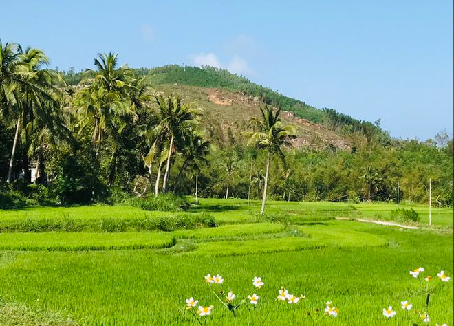 Cánh đồng tổ dân phố Đồng Vân Cánh đồng tổ dân phố Đồng Vân