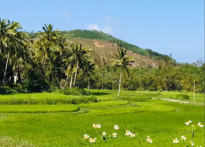  Cánh đồng tổ dân phố Đồng Vân