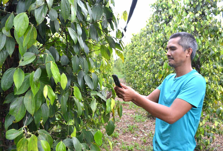 Ông Nguyễn Tấn Công (xã Nam Yang, huyện Đak Đoa) chăm sóc vườn hồ tiêu. Ảnh: Lê Nam