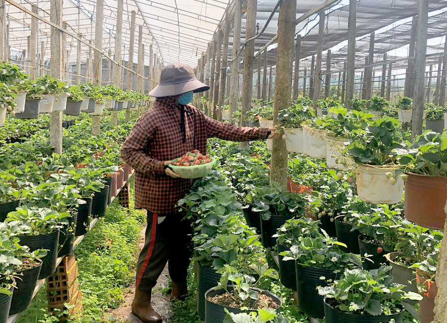 Năm 2021, gia đình ông Nguyễn Văn Minh (thôn Phú Mỹ, xã Ia Băng, huyện Chư Prông) đăng ký sản phẩm OCOP dâu tây hữu cơ. Ảnh: Anh Huy