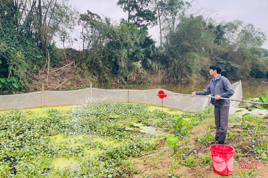 Anh Hảo thường xuyên vệ sinh nguồn nước sạch bằng vôi, men vi sinh để tạo môi trường sống sạch sẽ cho ốc sinh trưởng, phát triển.