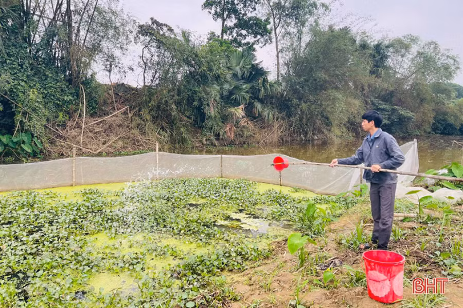 Anh Hảo thường xuyên vệ sinh nguồn nước sạch bằng vôi, men vi sinh để tạo môi trường sống sạch sẽ cho ốc sinh trưởng, phát triển.