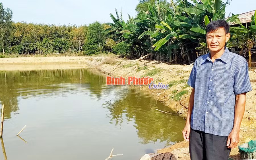  Làm kinh tế từ mô hình vườn - ao - chuồng, mỗi năm gia đình ông Phạm Văn Lai thu tiền tỷ