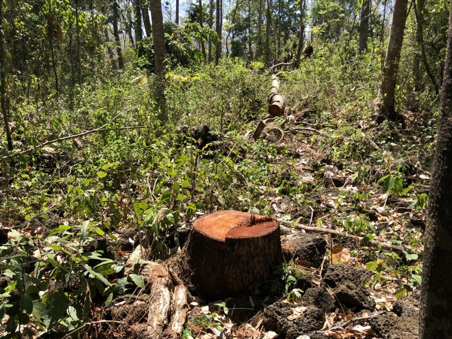 Gỗ bị đốn hạ nằm la liệt trong rừng. Ảnh: Bảo Lâm