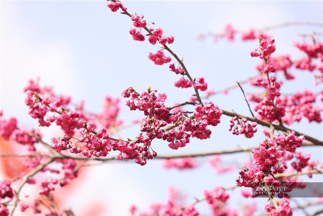 Những đóa anh đào Nhật Bản yêu kiều, rạng rỡ trong nắng, e ấp trong sương mờ, khiến bao du khách mê mải. Không chỉ có anh đào Nhật Bản, tại đây còn có cả “khung trời” anh đào Himalaya thơ mộng, quyến rũ. Những đóa anh đào Nhật Bản yêu kiều, rạng rỡ trong nắng, e ấp trong sương mờ, khiến bao du khách mê mải. Không chỉ có anh đào Nhật Bản, tại đây còn có cả “khung trời” anh đào Himalaya thơ mộng, quyến rũ.