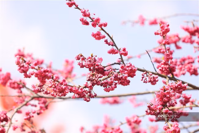  Những đóa anh đào Nhật Bản yêu kiều, rạng rỡ trong nắng, e ấp trong sương mờ, khiến bao du khách mê mải. Không chỉ có anh đào Nhật Bản, tại đây còn có cả “khung trời” anh đào Himalaya thơ mộng, quyến rũ.