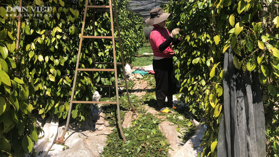 Theo dự đoán, năm nay sản lượng hồ tiêu tại Gia Lai sẽ giảm hơn so với năm ngoái. Tuy nhiên, theo một số người tại thủ phủ hồ tiêu xã Nam Yang, huyện Đăk Đoa, vì đi theo hướng hữu cơ nên vườn tiêu của họ phát triển khá bền vững, năng suất ổn định