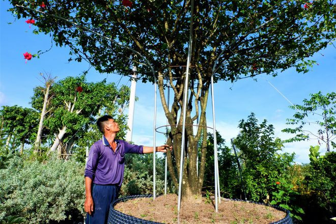  Từ lúc đem về ông Út chỉ chăm bón cho cây phát triển, không chỉnh sửa - Ảnh: Thanh Nhã