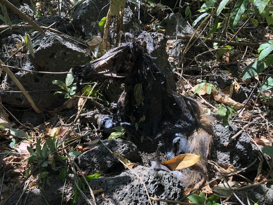 Một con thú rừng bị giây cáp diết chết giữa rừng. Ảnh: Bảo Lâm