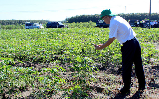 Ông Nguyễn Đình Xuân – Giám đốc Sở NNPTNT Tây Ninh kiểm tra vùng trồng sắn ở huyện Tân Châu