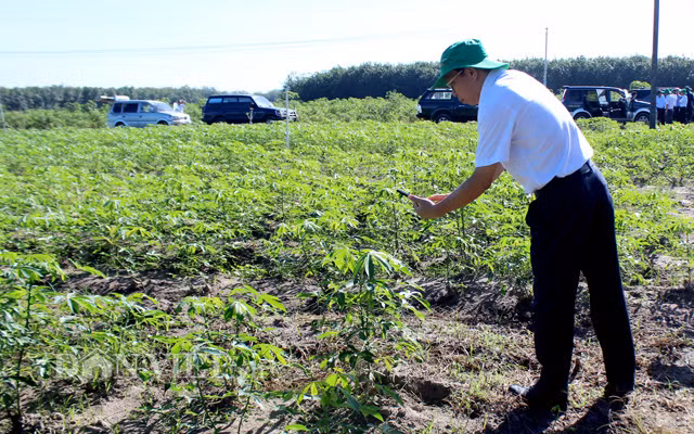 Ông Nguyễn Đình Xuân – Giám đốc Sở NNPTNT Tây Ninh kiểm tra vùng trồng sắn ở huyện Tân Châu