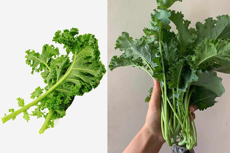 Cải xoăn rất giàu chất dinh dưỡng. Đồ hoạ: Hoàng Hà. Cải xoăn rất giàu chất dinh dưỡng. Đồ hoạ: Hoàng Hà.