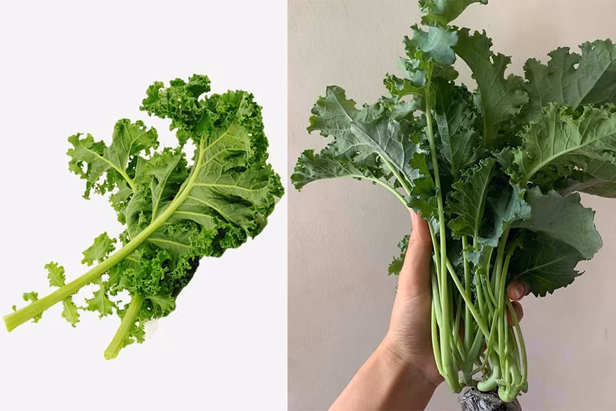 Cải xoăn rất giàu chất dinh dưỡng. Đồ hoạ: Hoàng Hà.