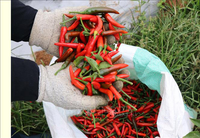 Do thị trường chưa có đầu ra ổn định, giá ớt lên xuống thất thường, nên ngành nông nghiệp tỉnh Gia Lai đã khuyến cáo người dân không nên ồ ạt mở rộng diện tích. Do thị trường chưa có đầu ra ổn định, giá ớt lên xuống thất thường, nên ngành nông nghiệp tỉnh Gia Lai đã khuyến cáo người dân không nên ồ ạt mở rộng diện tích.