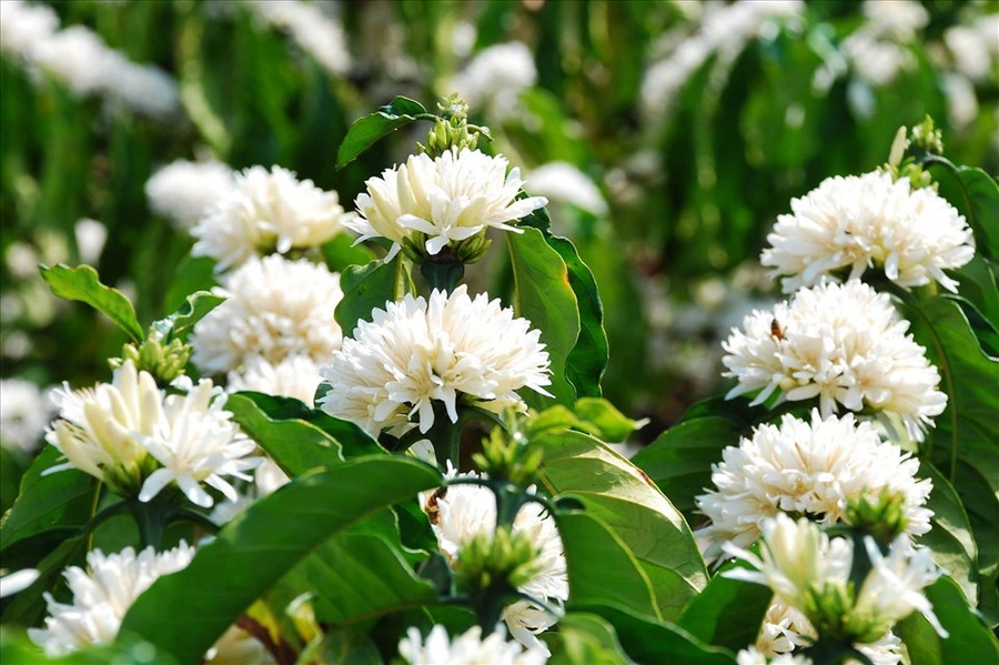 Hoa cà phê nở trắng xoá, toả hương thơm ngát giữa tiết trời se lạnh ở tỉnh Đắk Lắk. Ảnh: Bảo Lâm