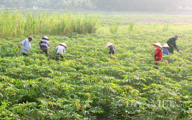 Diện tích sắn nhiễm bệnh khảm lan rộng khắp Tây Ninh và nhiều tỉnh thành khác trong cả nước